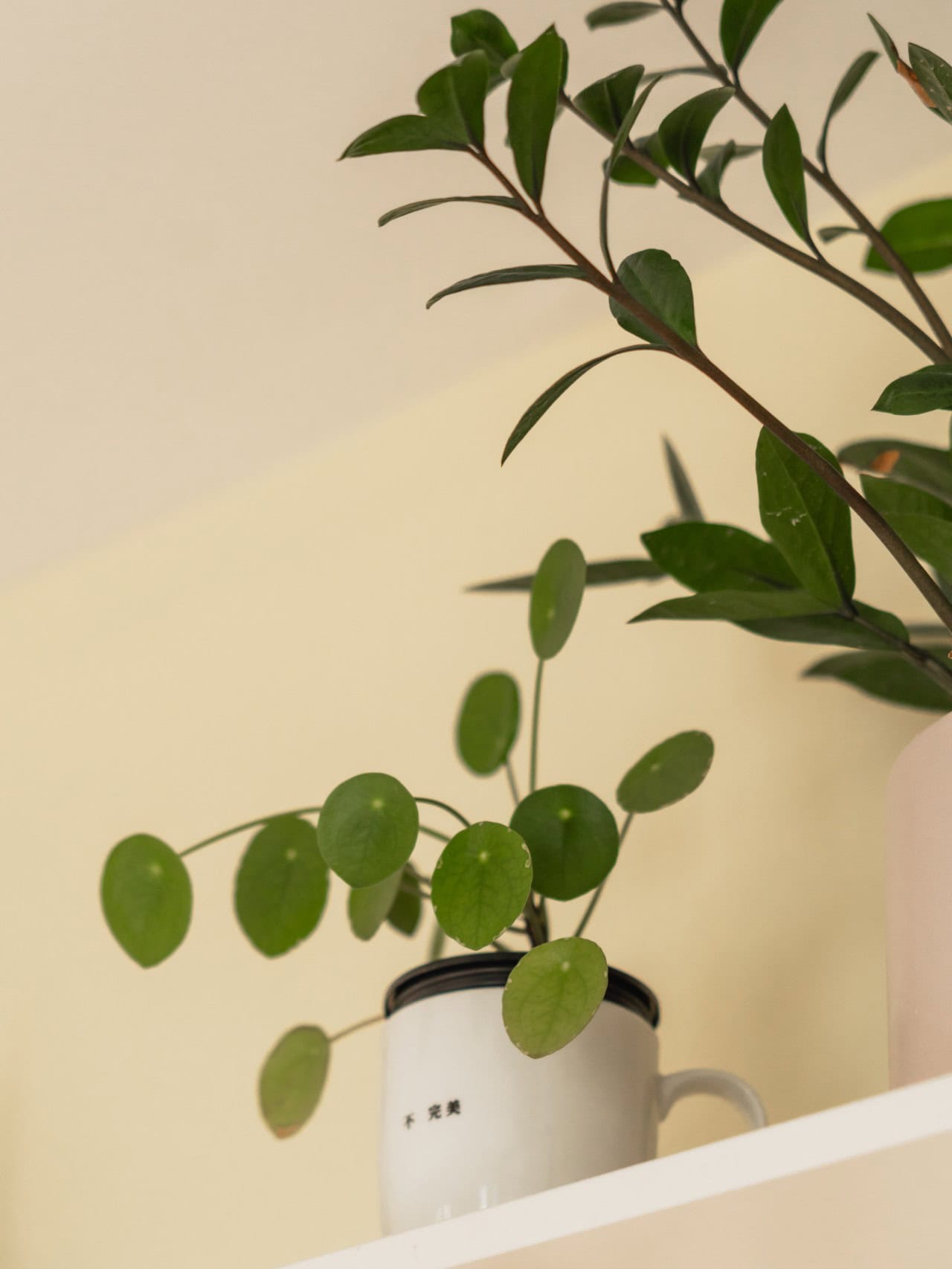 A plant on a shelf