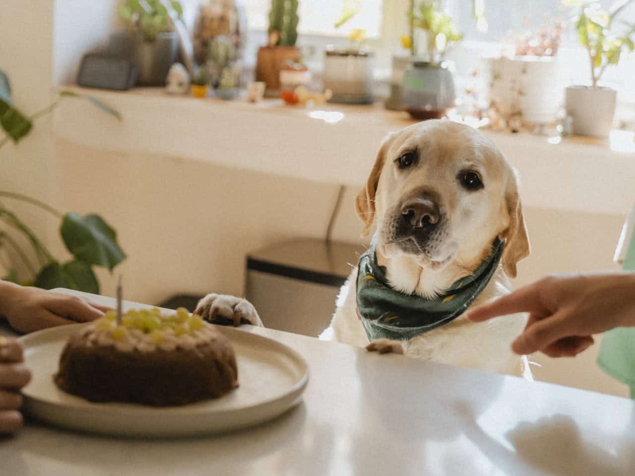 The dog Horlick celebrating his birthday.