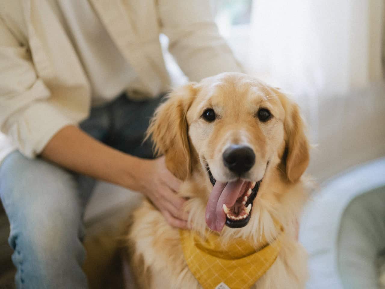 The dog Bagel wearing a yellow nakin around his neck.