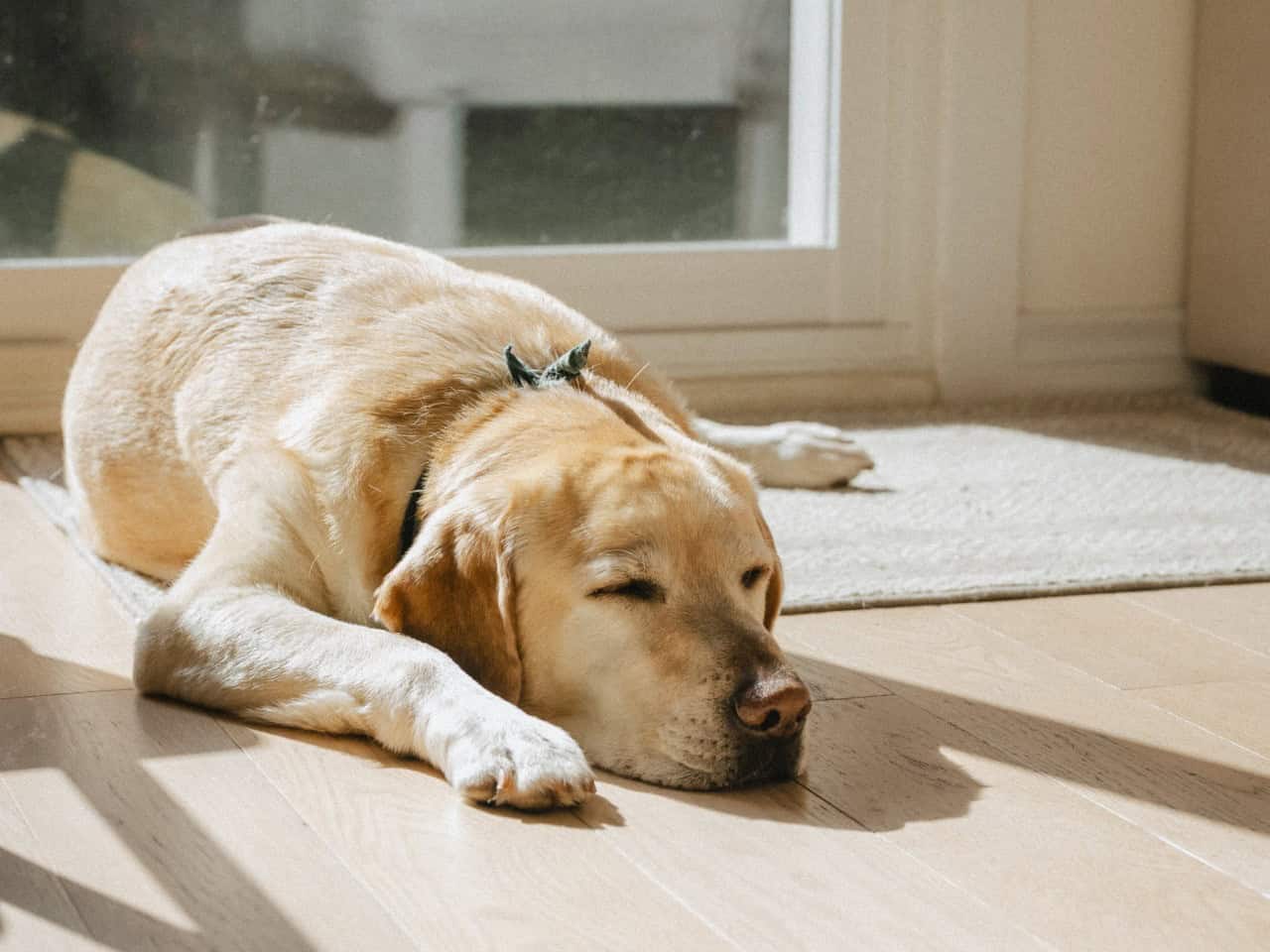 Horlick taking a nap.