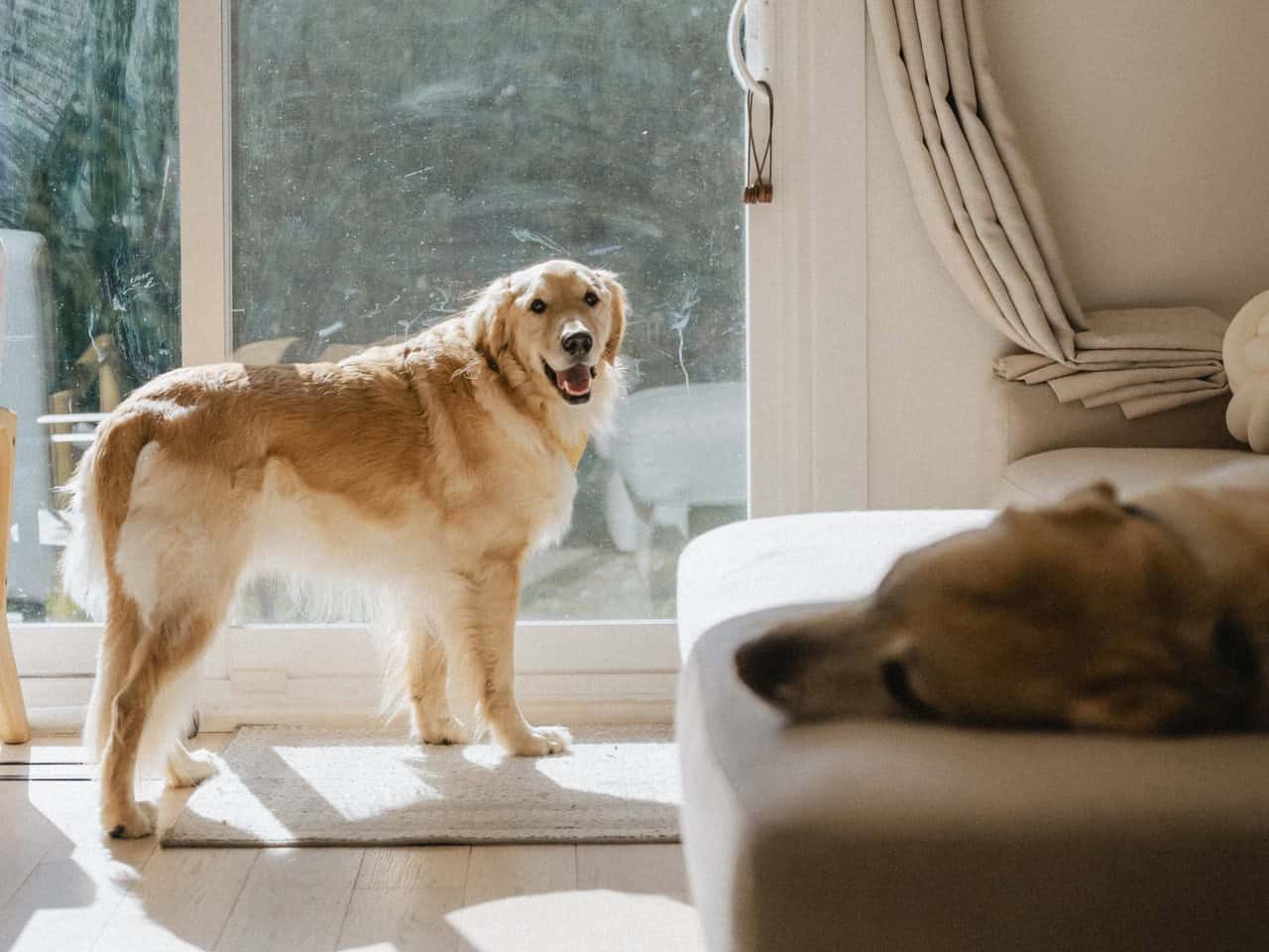 Bagel standing at the backyard door and look back.