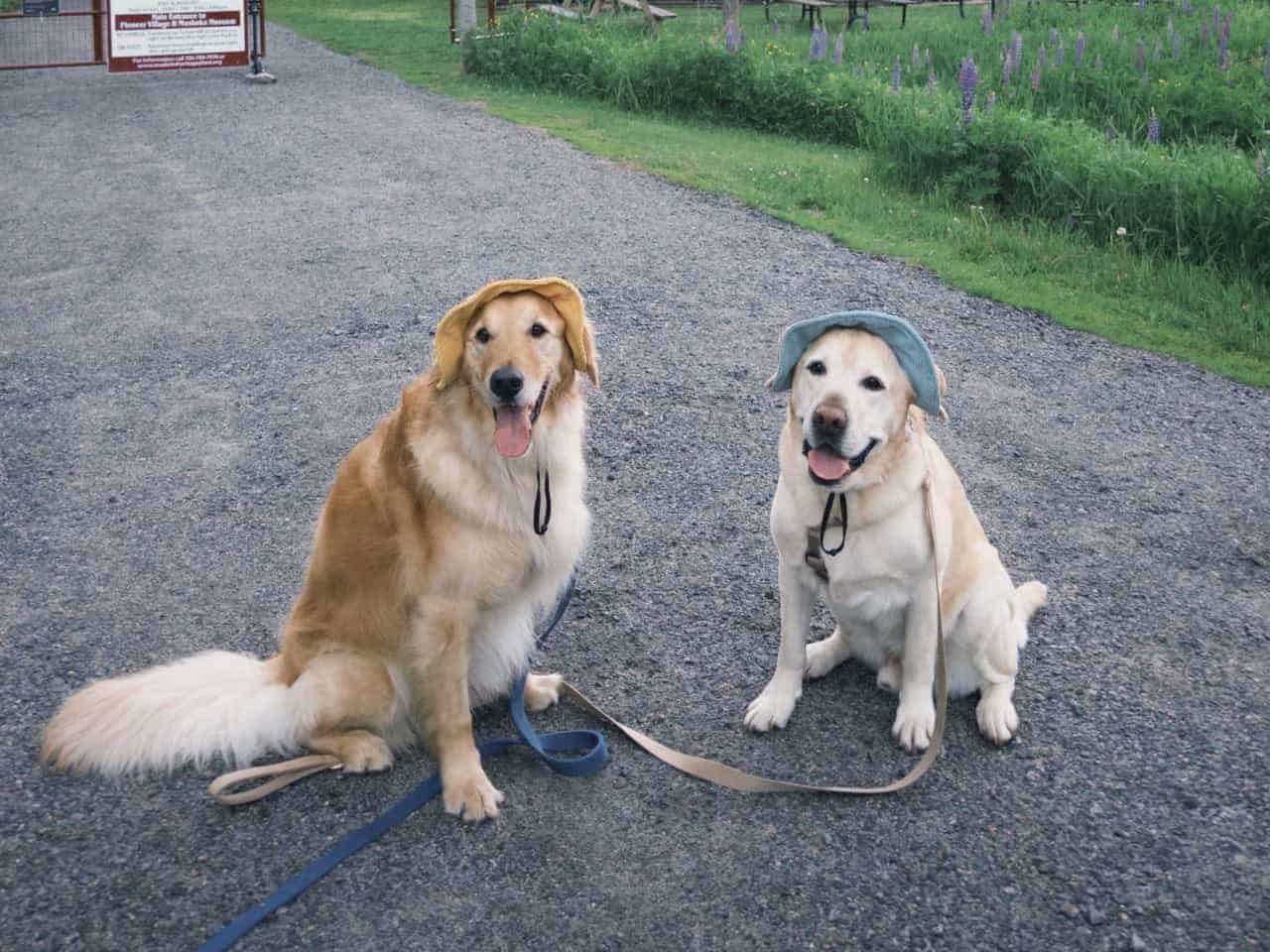 Horlick and bagel both wearing a scarf and standing in front of a train station.